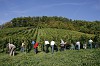 Bild des Weinbergs